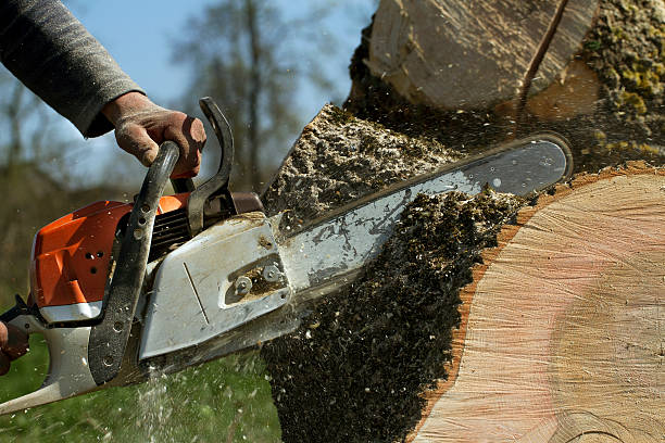 Best Leaf Removal  in Sur Hill, GA